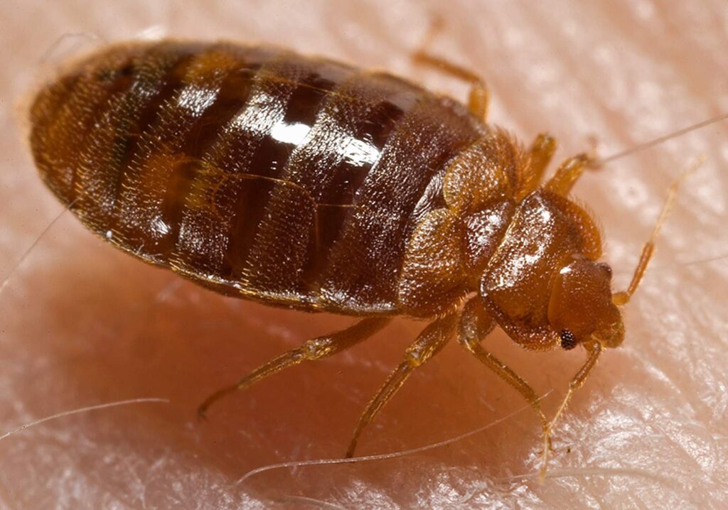 Bed Bug Treatment