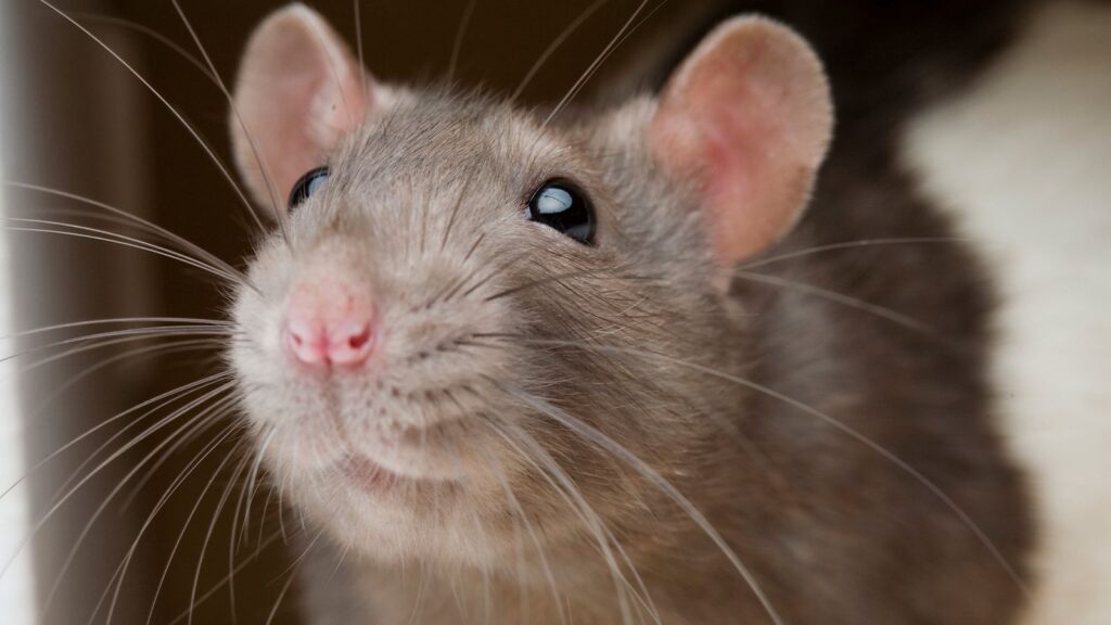 How to spot rats and keep them out your garden