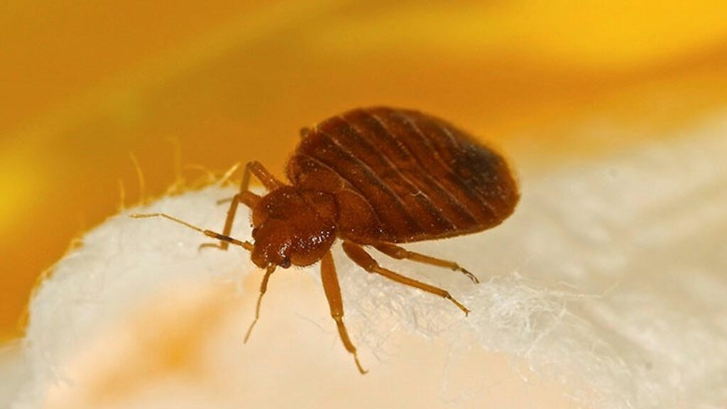 Bed bugs – how to prevent them from entering your home
