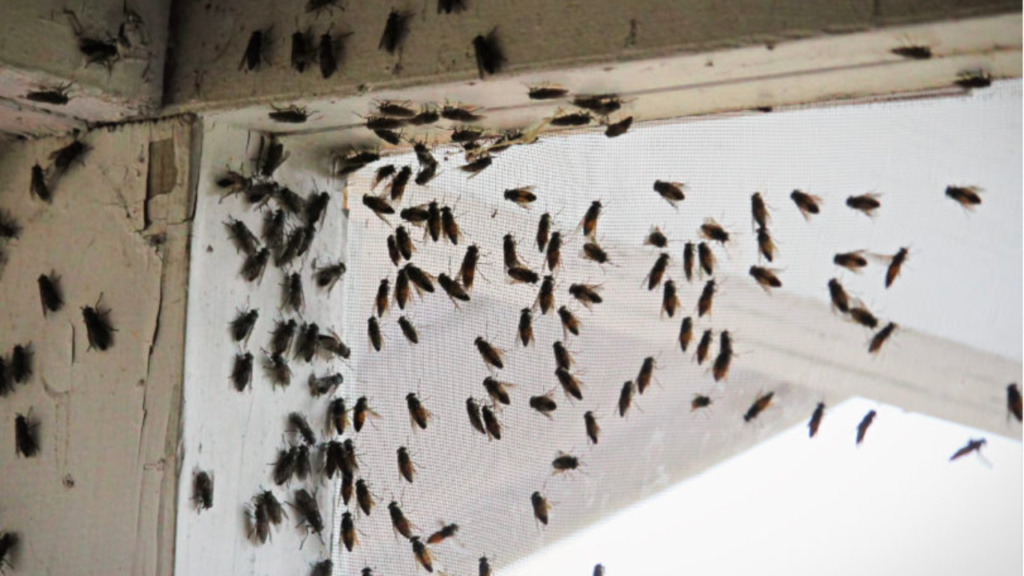 Cluster Fly Control