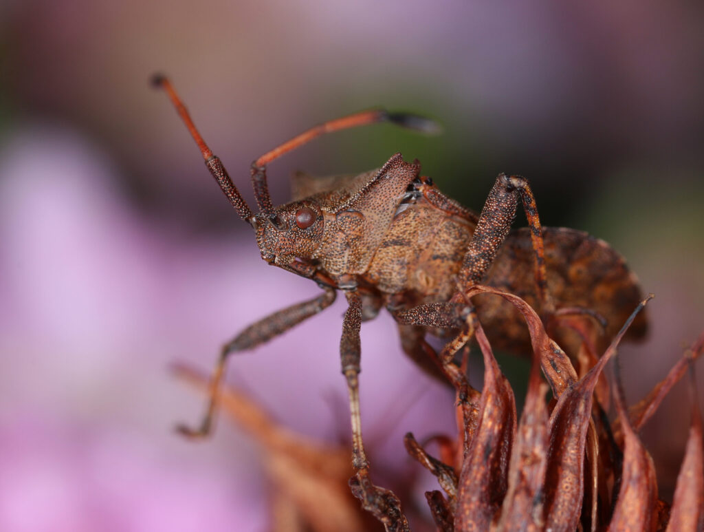 5 common mistakes that are attracting pests into your home