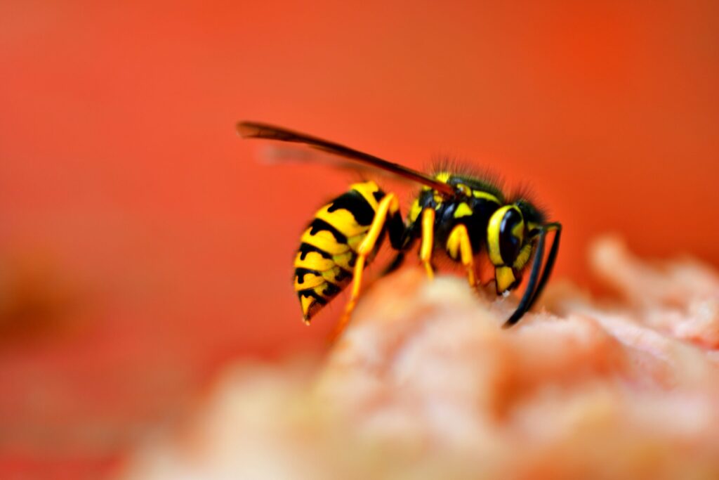 How to stop attracting wasps to your garden