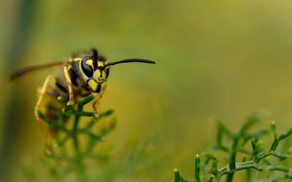 How to identify a wasp