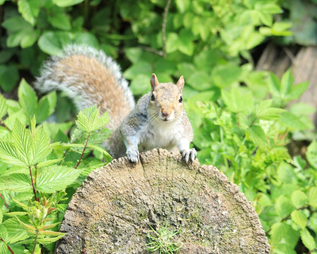 Why You Should Take Squirrel Control Seriously