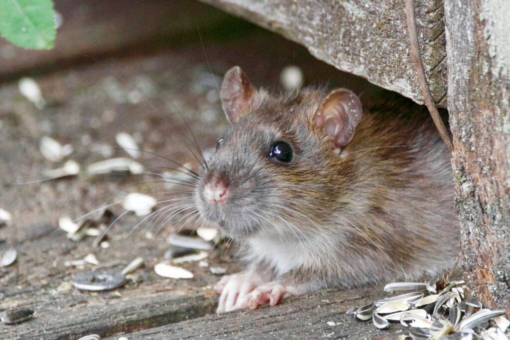 How Does Rats and Mice Control Work?