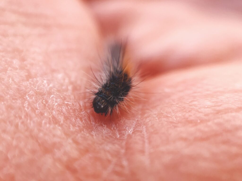 Flea Treatment