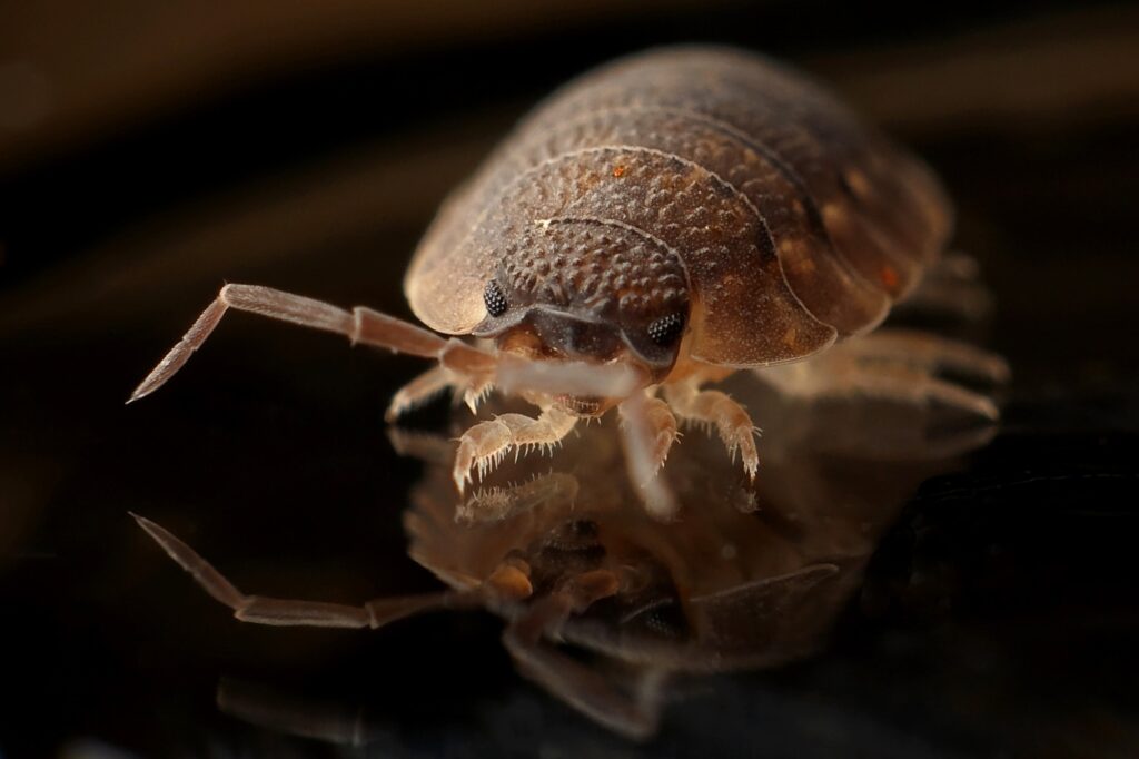 Bed Bugs at Springtime