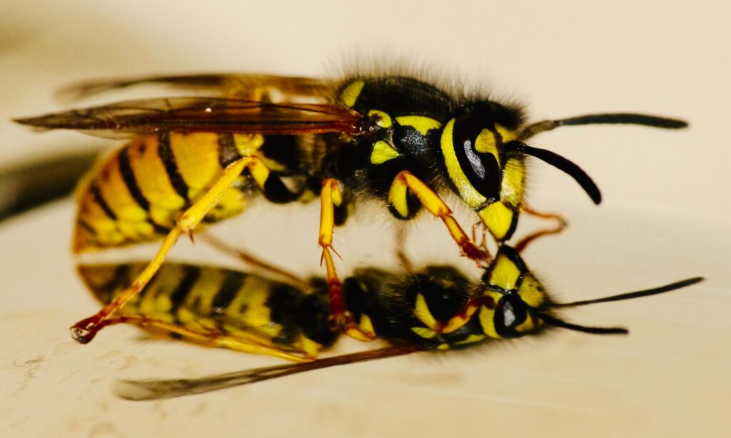 First Signs Of A Wasp Nest