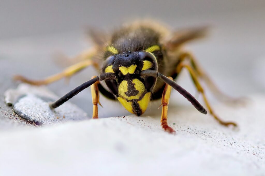 Debunking Common Myths About Wasp Control