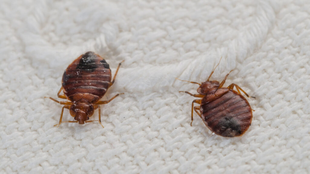 Signs of a Bed Bug Infestation: What to Look For This Winter