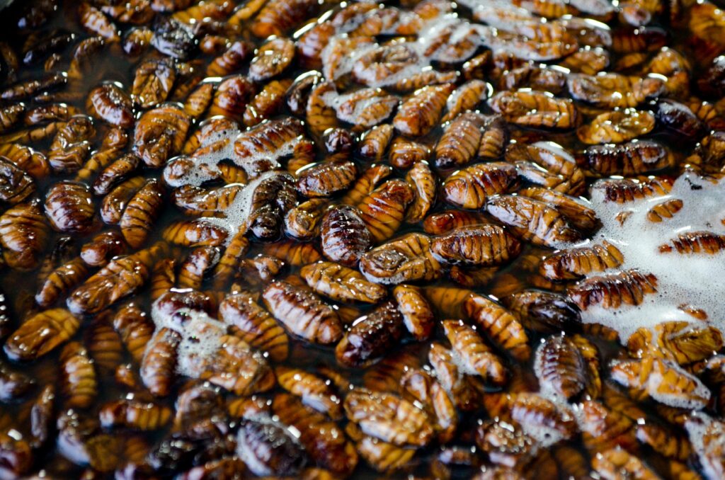 Cockroaches & Insects