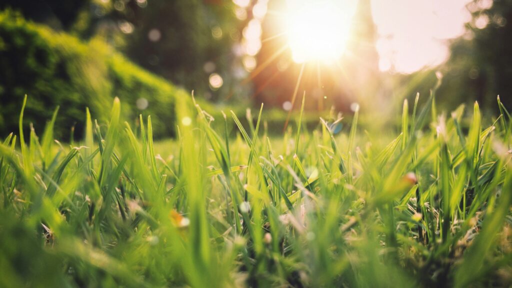 Spring Into Action: Essential Pest Control Tips for a Pest-Free Season