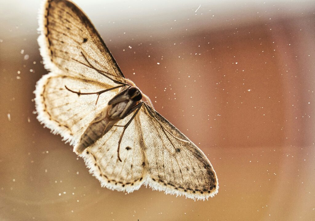 Moth Control
