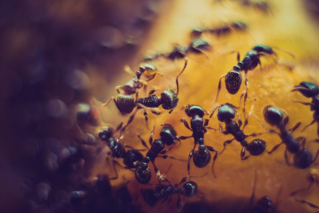 Ant Control