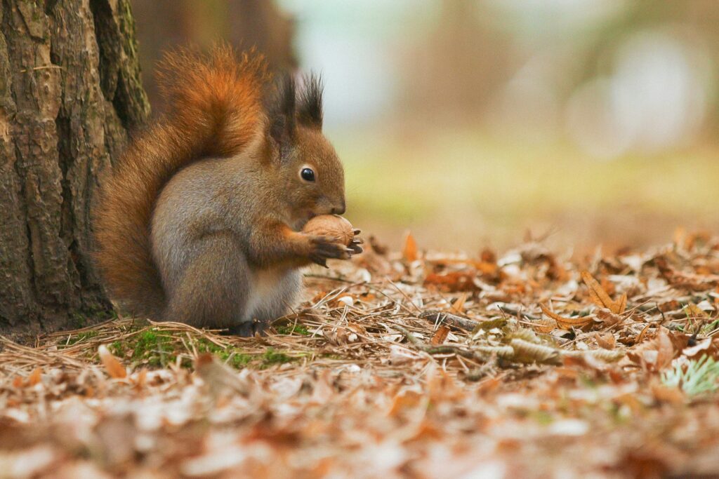 Squirrel Control