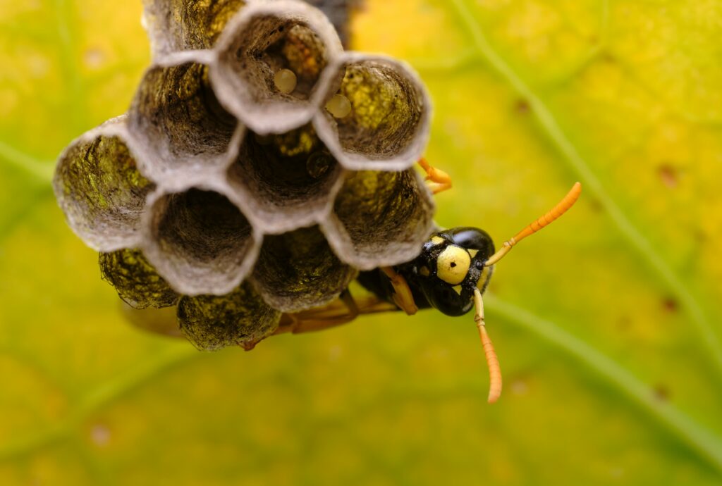 Understanding the Risks: Why Professional Wasp Nest Removal is Crucial in Peterborough