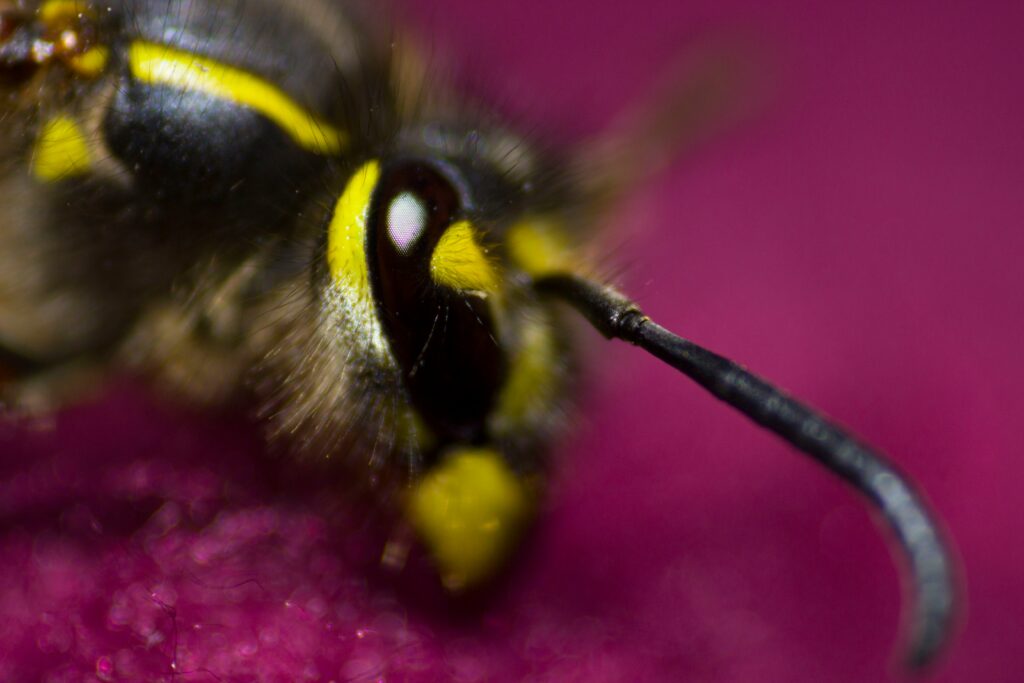 Early Signs of a Wasp Nest to Watch Out for This Spring