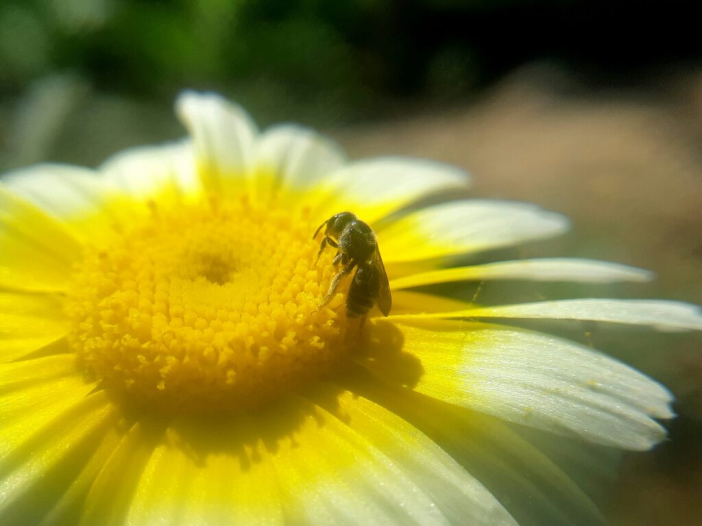 The Top 5 Summer Pests to Watch Out for in Peterborough