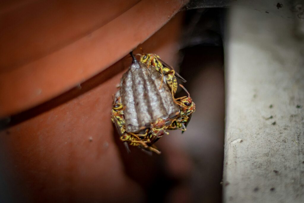 The Dangers of a Wasp Nest in Your Garden