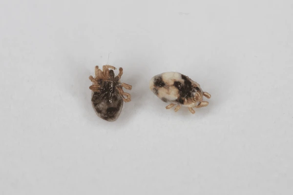 What Mites And Insects Feed on Rodent And Bird Mites: Ultimate Guide