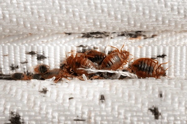Bed bug treatment for landlords Peterborough