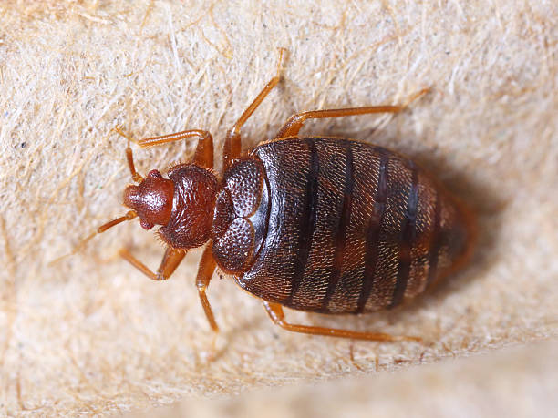 Can bed bugs spread between flats